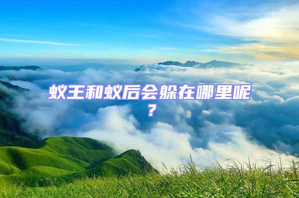 蚁王和蚁后会躲在哪里呢？