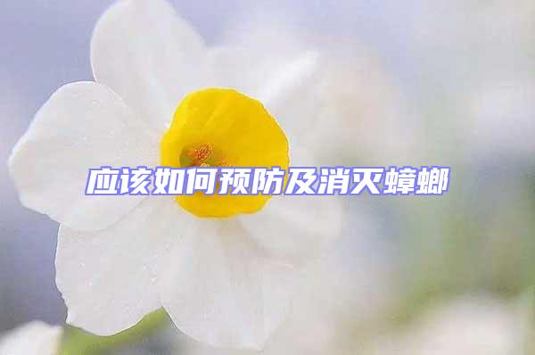 应该如何预防及消灭蟑螂