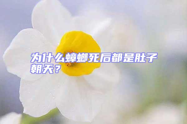 为什么蟑螂死后都是肚子朝天？