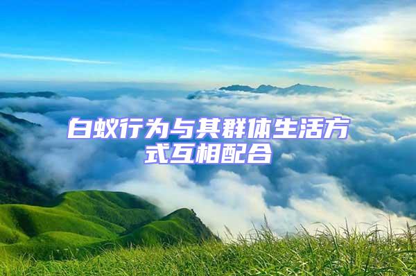 白蚁行为与其群体生活方式互相配合