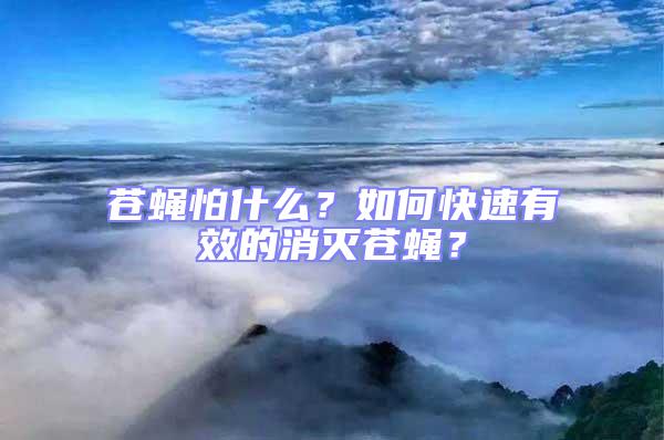 苍蝇怕什么？如何快速有效的消灭苍蝇？