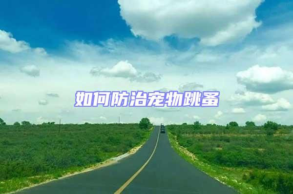 如何防治宠物跳蚤