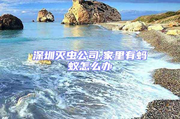 深圳灭虫公司,家里有蚂蚁怎么办