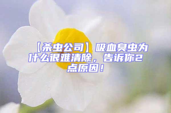 【杀虫公司】吸血臭虫为什么很难清除，告诉你2点原因！