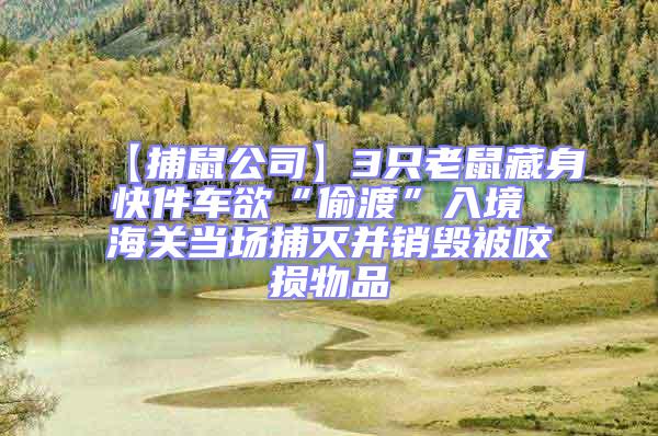 【捕鼠公司】3只老鼠藏身快件车欲“偷渡”入境 海关当场捕灭并销毁被咬损物品