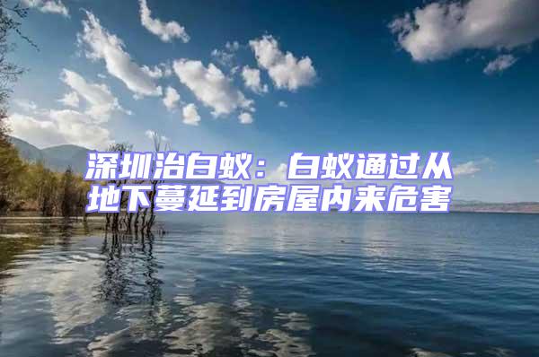 深圳治白蚁：白蚁通过从地下蔓延到房屋内来危害