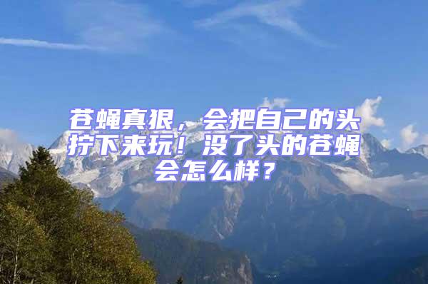 苍蝇真狠，会把自己的头拧下来玩！没了头的苍蝇会怎么样？