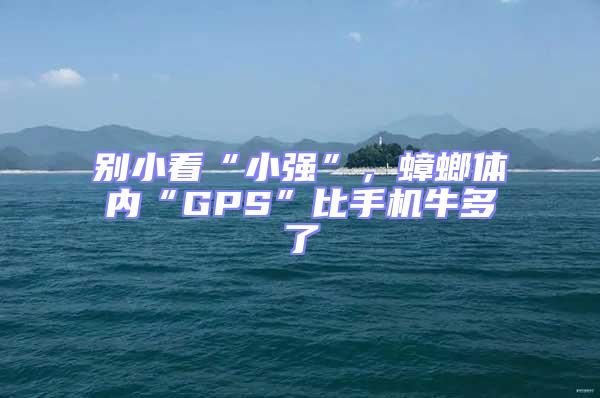 别小看“小强”，蟑螂体内“GPS”比手机牛多了