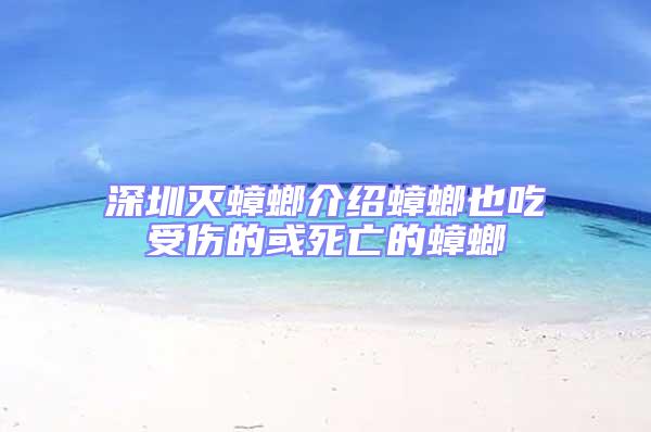 深圳灭蟑螂介绍蟑螂也吃受伤的或死亡的蟑螂