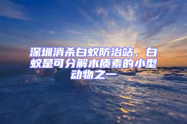 深圳消杀白蚁防治站，白蚁是可分解木质素的小型动物之一