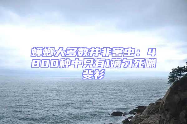 蟑螂大多数并非害虫：4800种中只有1薅匀死嘣斐衫