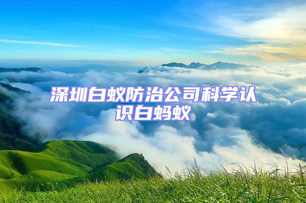 深圳白蚁防治公司科学认识白蚂蚁