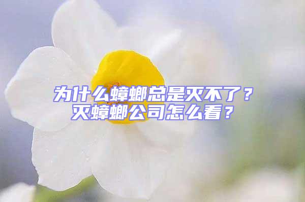 为什么蟑螂总是灭不了？灭蟑螂公司怎么看？