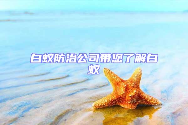 白蚁防治公司带您了解白蚁